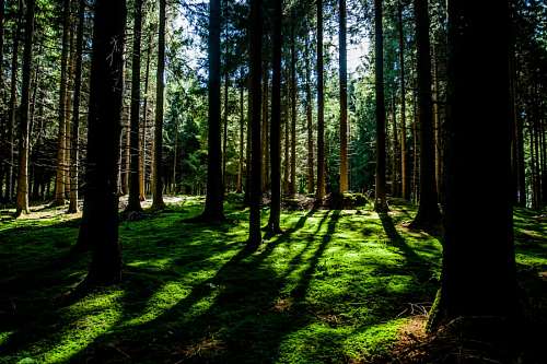 musgo Bosque