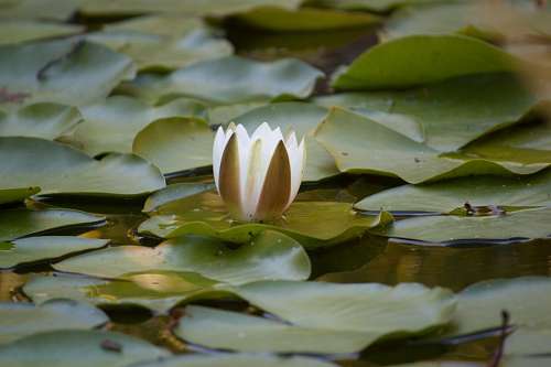 laguna Flor de loto