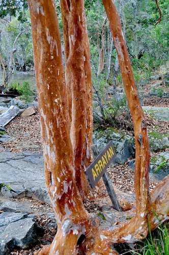 neuqu n arrayan, arbol, arboles, patagonia, neuquen, argen