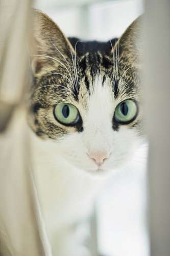 Gato