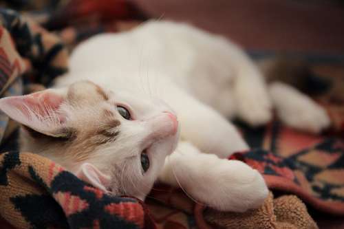 acostado fondos de gatitos divertidos