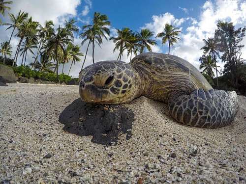 serio Tortuga Marina
