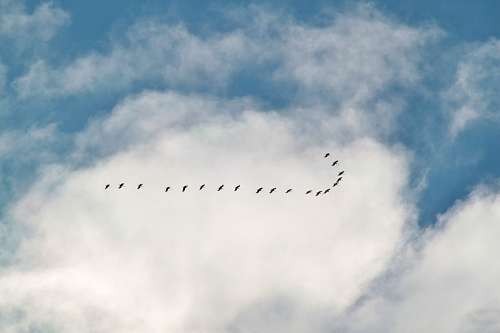 tiempo tormentoso Bandada de pajaros