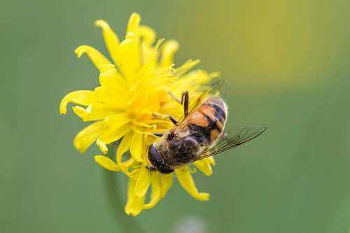 vigas Abeja