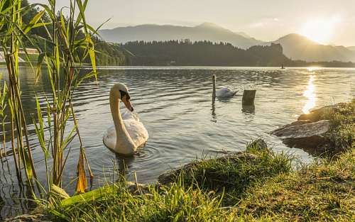 cisne Cisne