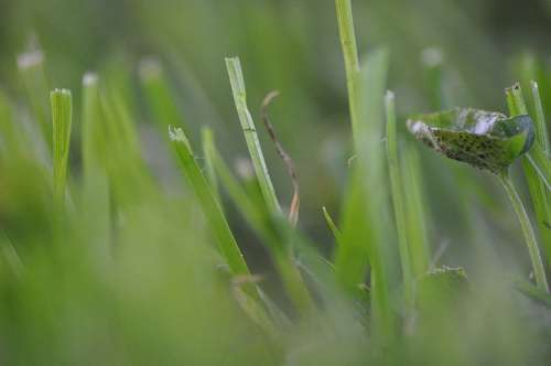 Textura Pasto