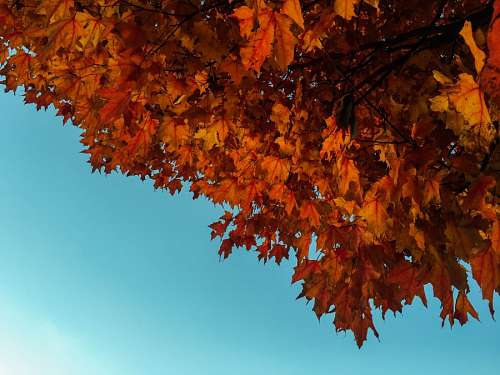 celeste Hojas de Otoño con el cielo celeste 