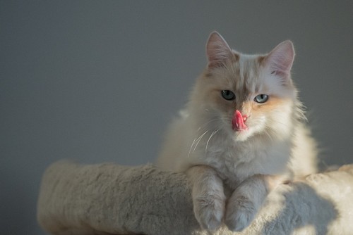 parte del cuerpo Bello gato relamiéndose 