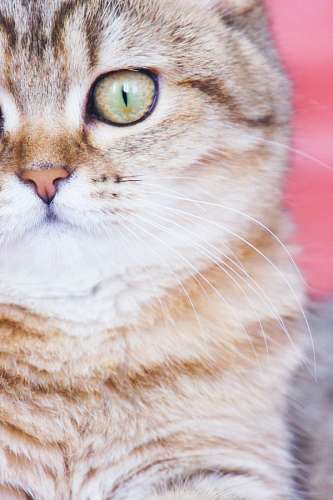 chat Gato