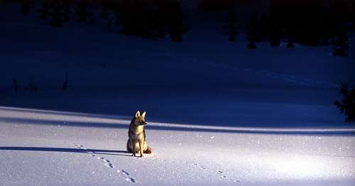 solitario 
