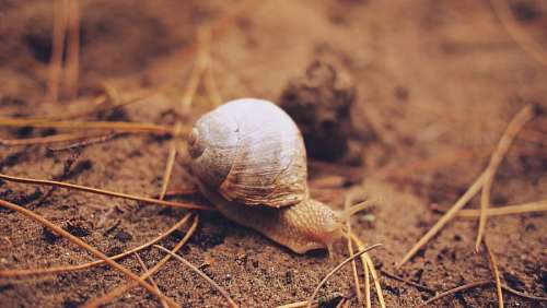 tumba Caracol