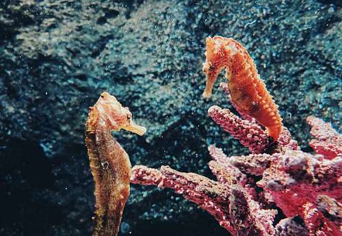 Caballitos de mar en el oceano