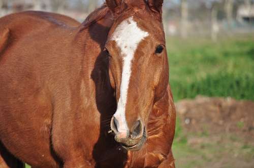 freejpg Caballo