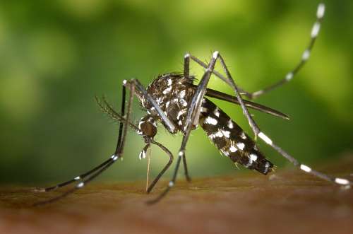 bit Mosquito