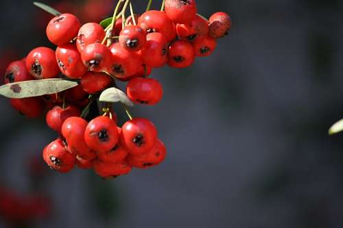 fruta roja arbol Frutos Arbol