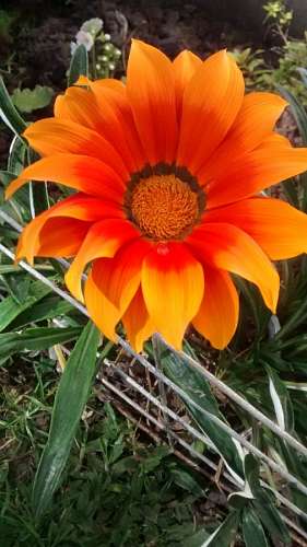 Flores en el Jardin