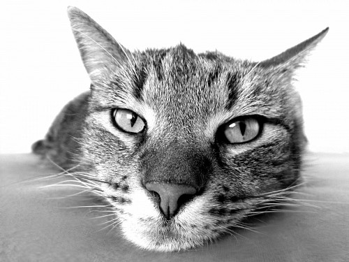 Mirada de felino relajado en blanco y negro