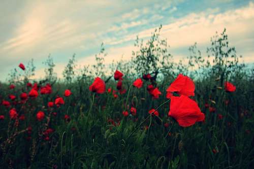 Campo con flores