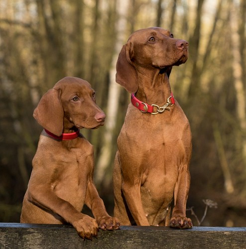 recortable Cachorros weimaraner marrones