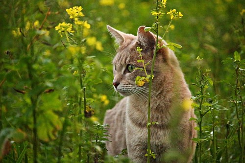 parte del cuerpo Curioso gatito entre flores
