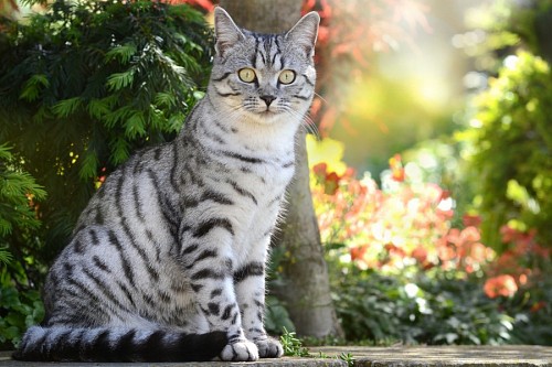 Gato atigrado gris con vibrante mirada en el jardín
