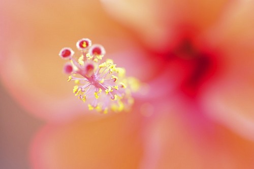 fotografia de naturaleza Primer plano de pistilo de flor Macro 