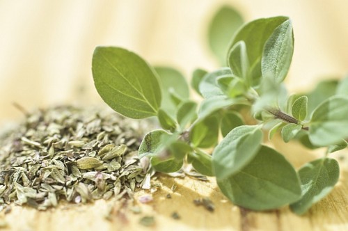 especie Oregano Fresco y Seco
