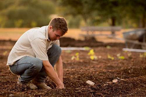 primer plano de jardinero plantando semillas