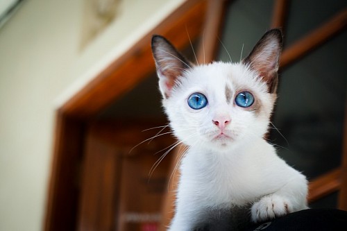 parte del cuerpo Joven gatito blanco con mirada turquesa 