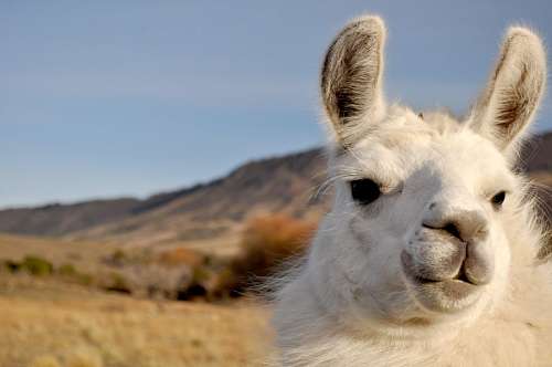 patagonia argentina LLama