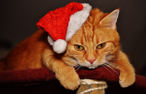 parte del cuerpo Gato con pelaje dorado y gorrito navideño