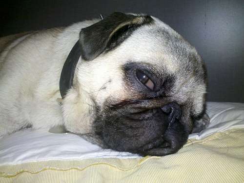 durmiendo Pug Carlino