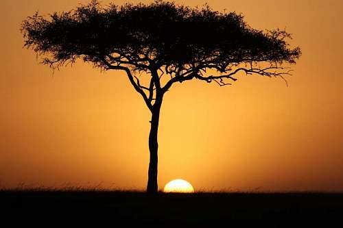 solitario Acacia de copa plana al atardecer en la sabana Africana