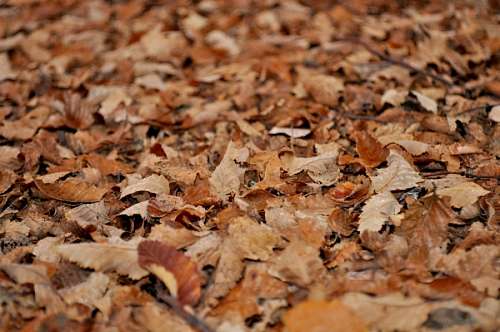 hojas secas otoño