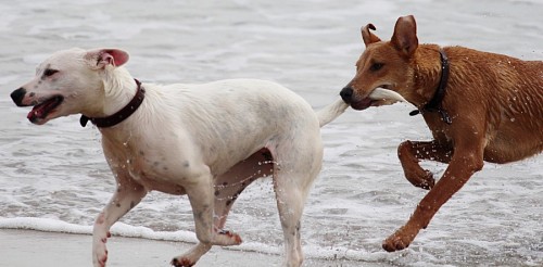 recortable Traviesos perros jugando y tomandose de la cola