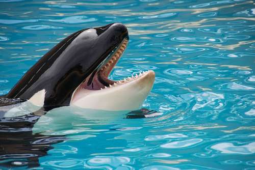 8 Orca