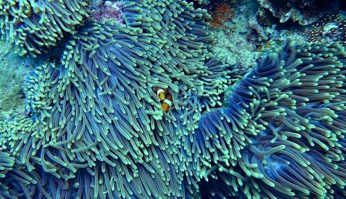 coral Coral