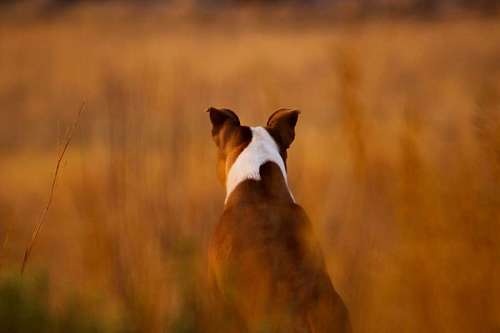 Perro cazador de patos en el campo