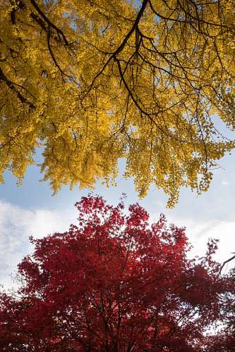 rojizo Otoño