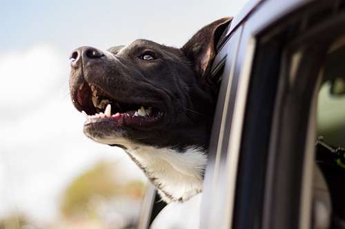 fondos de pantalla 4k Perro viajando en el auto