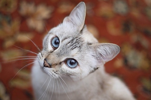 Bella gatita con efecto bokeh