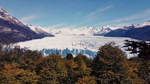 vista del glaciar Perito Moreno con árboles enfrentados,Santa Cruz,Argentina