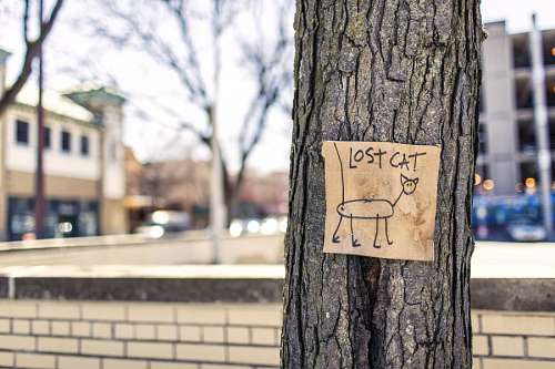 humor Gato Perdido