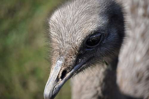 aves Avestruz