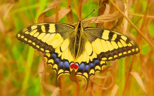 Mariposa Amarilla posada sobre el cesped