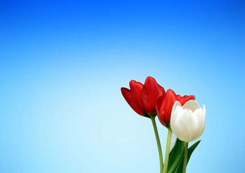 Tulipanes rojo y blanco 
