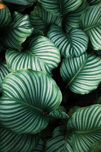 Fondo de hojas de plantas tropicales 