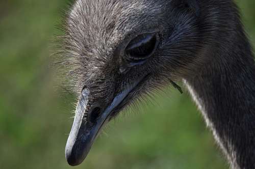 aves Avestruz