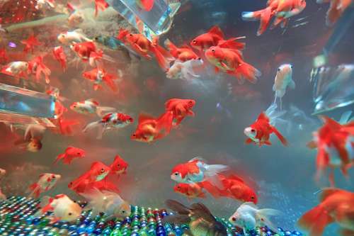 peces Pecera