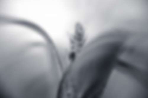 fondo gris Blur Background